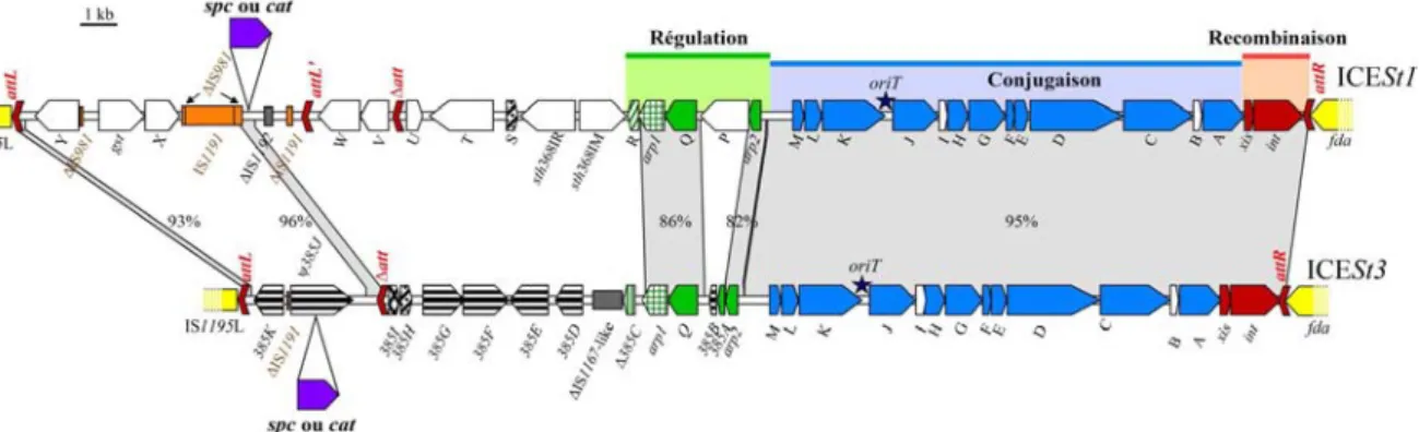 Figure  12 :  Représentation  des  loci  choisi  pour  le  marquage  des  ICE  putatifs  ICESt1  et  ICESt3 de S