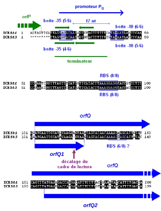Figure 20 : Alignement des séquences nucléotidiques situées en 5' des ORF orfQ1 et orfQ2  d’ICESt3 et orfQ d’ICESt1/ICESt2