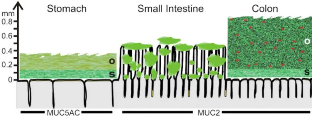 Figure  I.2.  Schematic  representation  of  the  mucus  layer(s)  along  the  gut  (Johansson  et  al