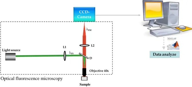 Figure  I.4.  An  example  of  MPT  set-up  is  composed  of  an  optical  fluorescence  microscopy  with a light source; an excitation filter L1, allowing the transfer of the short-wavelength light; 