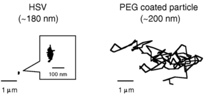 Figure I.5. Representative trajectories of 180-nm HSV and 200-nm PEG-coated particles in  CVM (from Lai et al