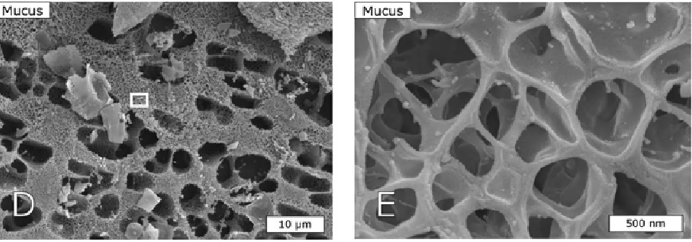 Figure  I.6.  Representative  cryo-SEM  images  of  mucus  (D  and  E),  showing  the  strongly  heterogeneous nature of the mucus polymer mesh