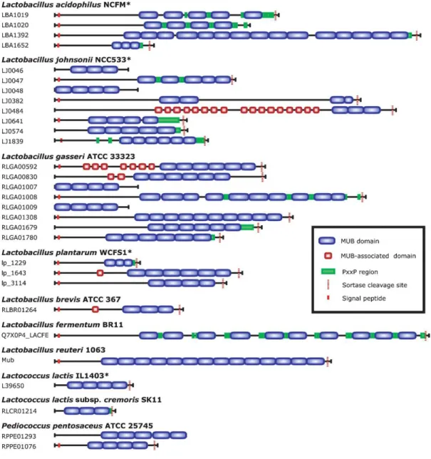 Figure  I.7.  A  schematic  overview  of  the  30  proteins  with  three  or  more  MUB  domains  (Boekhorst  et  al