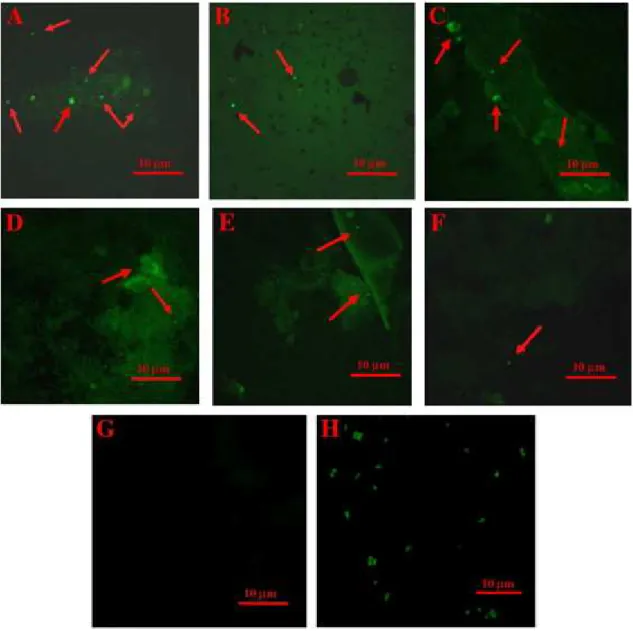 Figure I.10. Fluorescent detection of GFP-tagged L. lactis WH-C1 present in the contents of  intestinal  tissues  and  adhered  to  the  intestinal  mucosa