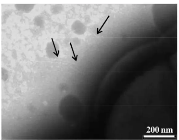 Figure I.12. Electron micrograph of L. lactis TIL448 after negative staining. Scale bar: 200  nm