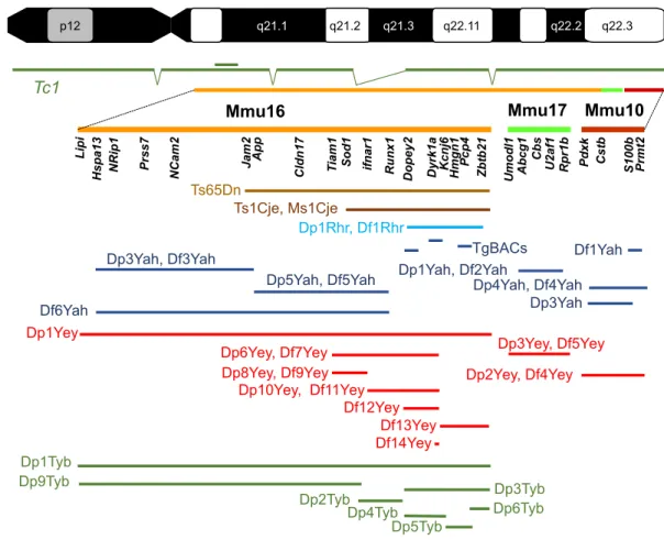 Fig. 1. Mouse models of DS. Human chromosome 21 ( p and q arms; G-banding) is depicted at the top of the figure, with the mouse genome orthologous region found on chromosome 16 (Mmu16), Mmu10 and Mmu17 shown respectively in orange, light green and red