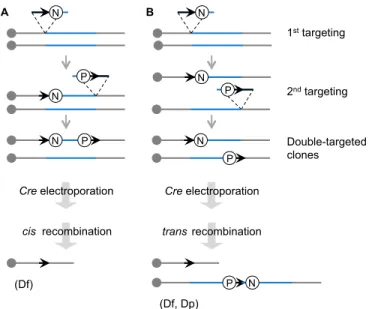 Fig. 2. Cre- loxP -mediated chromosomal engineering in mice. A loxP site (arrow) is targeted into the first endpoint of the engineered segment (blue) in the embryonic stem (ES) cell genome with a positive selectable marker, such as neo (the neomycin-resist