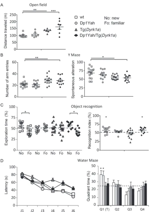 Figure 5. CBS and DYRK1A overdosages interact to control behaviour and cognition. Behavioural and cognitive analysis of transgenic animals overexpressing Cbs and Dyrk1a (14 wt, 15 Tg(Dyrk1a), 13 Dp1Yah and 13 (Dp1Yah,Tg(Dyrk1a)) mutant mice in the open fie