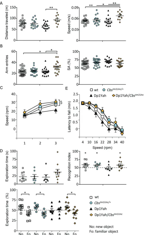 Figure 1. The Dp1Yah phenotypes are dependent on Cbs dosage. Dp1Yah trisomic mice (n = 23) were compared with Dp1Yah carrying a KO of Cbs (Dp1Yah/Cbs tm1Unc , n = 21), Cbs tm1Unc/ + (n = 23) and wt littermates (n = 29)