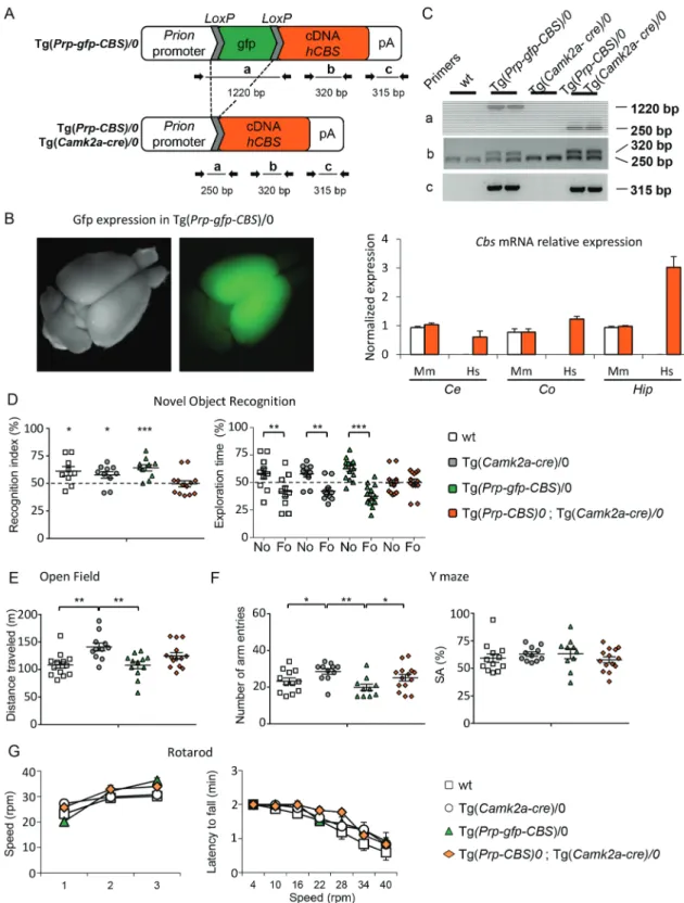 Figure 3. Selective overexpression of hCBS in glutamatergic neurons leads to impaired object recognition and altered locomotor activity