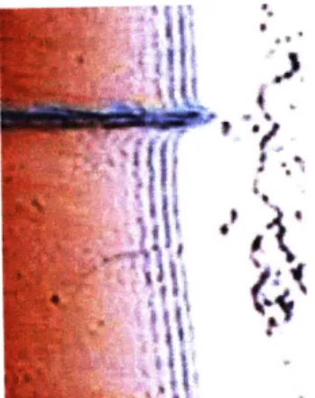 Fig. 2.5:  Thickness  fringes in a silicon  wedge.  The reddish coloration  increases  with thickness  of the silicon until  approximately  10pim,  when  it becomes opaque.