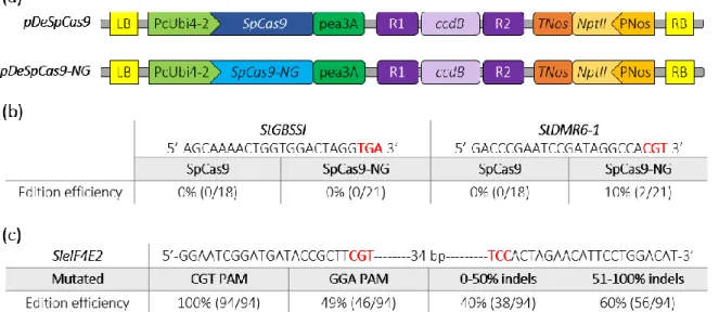Figure  2.  Schematic  representation  of  SpCas9  and  SpCas9-NG  binary  plasmids  and  editing  efficiencies  in  potato  and  tomato