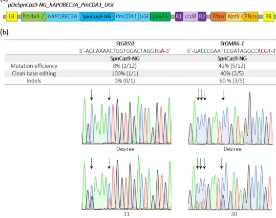 Figure 4. Schematic representation of a SpnCas9-NG double cytosine base editor binary plasmid and  editing efficiencies in potato