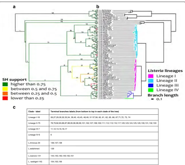 Fig. 2 Listeria reference tree. The left part (a) presents the tree as a cladogram to visualize Shimodaira – Hasegawa (SH) supports for all branches.