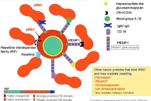 Figure 5. Formation des rosettes entre les globules rouges parasités (PRBC)  et les globules rouges non parasités (nRBC) 