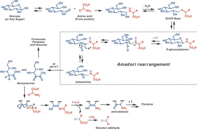 Figure 2:  Produits  majeurs  issus  de  la  réaction  d’un  aminoacide  avec un sucre  réducteur au cours de la réaction de Maillard (Traore K et al., 2016) 