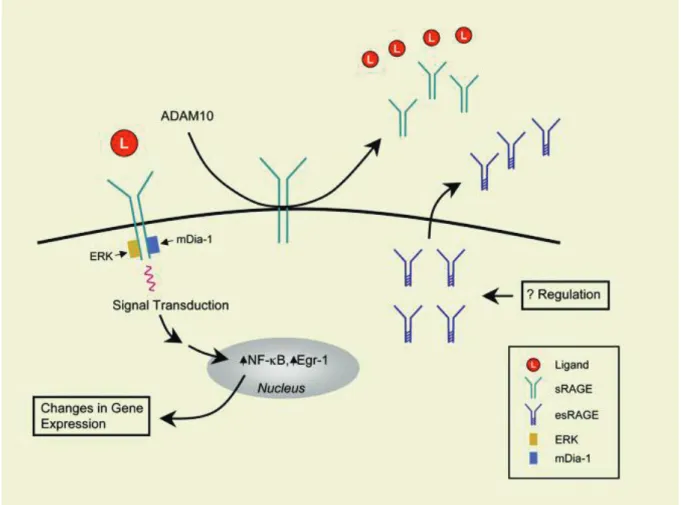 Figure 4. Rôle de RAGE dans la réponse inflammatoire.  