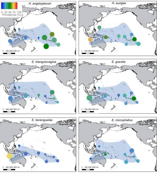 Figure  1.  Areas  of  distribution  (blue  shadow),  prevalence  (circle  colour)  and  abundance  (circle  size)  of  dactylogyrid parasites from butterflyfishes in the Indo-West Pacific Region