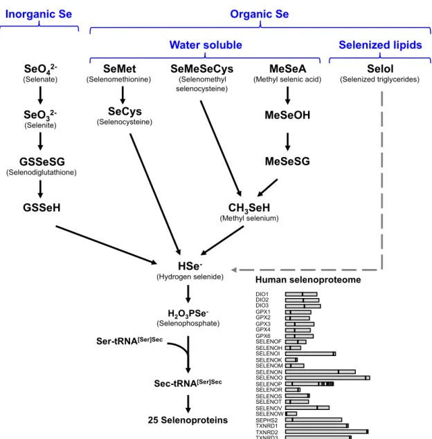 Figure 1. Representation of the various selenium metabolic pathways leading to selenoprotein  synthesis