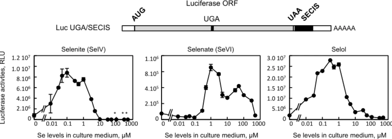 Figure 5. Evaluation of selenocysteine insertion efficiency in response to selenium supplementation  in HEK293 cells