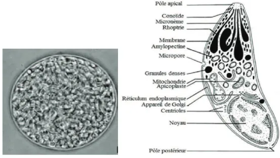 Figure 3 : Kyste tissulaire à gauche contenant des centaines de bradyzoïtes, représenté à droite (Dubey, 1998)