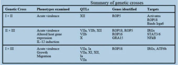 Figure 5 : Résumé des croisements génétiques affectant la virulence des souches (Hunter, 2012)