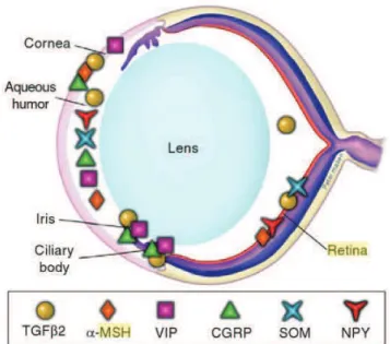 Figure 13 : Localisation des protéines immunomodulatoires solubles dans les yeux (Dartt, 2011).