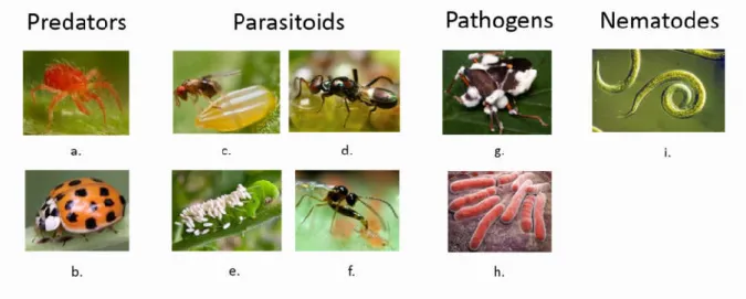 Figure 2. Types of biological control agents.  