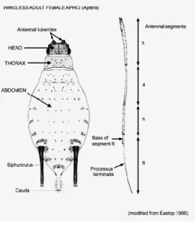 Figure 4. Aphid adult morphology 