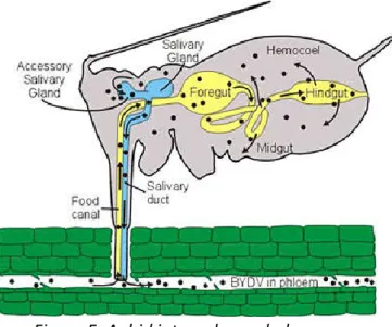 Figure 5. Aphid internal morphology 