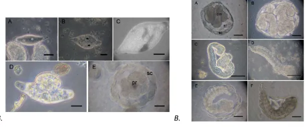 Figure 6). During their development, immature parasitoid produces an embryo structure with  a thick wall to protect eggs