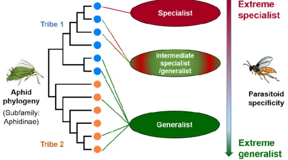 Figure 9. A gradation model of host specificity from specialist to generalist based on the  number of host species and host phylogeny