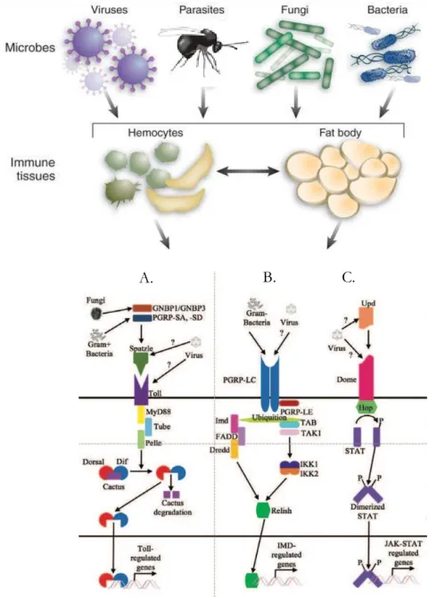 Figure 2: Schematics of the activation of immune defences in Drosophila adapted from (Lopez et 
