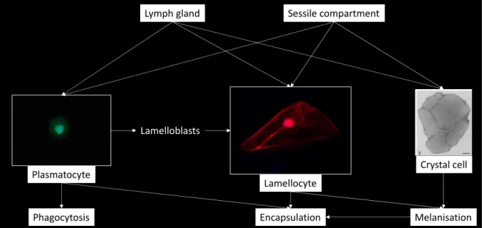 Figure 7: Origin and function of hemocytes in Drosophila melanogaster (in green: plasmatocytes  expressing eater-GFP; in red: lamellocytes expressing msnCherry (personal pictures, Axioplan Z1,  x400); electronic microscopy picture of crystal cell from (Riz