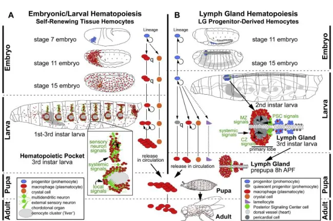 Figure 8: Ontogenesis of blood cell lines and regulation of hematopoiesis in Drosophila
