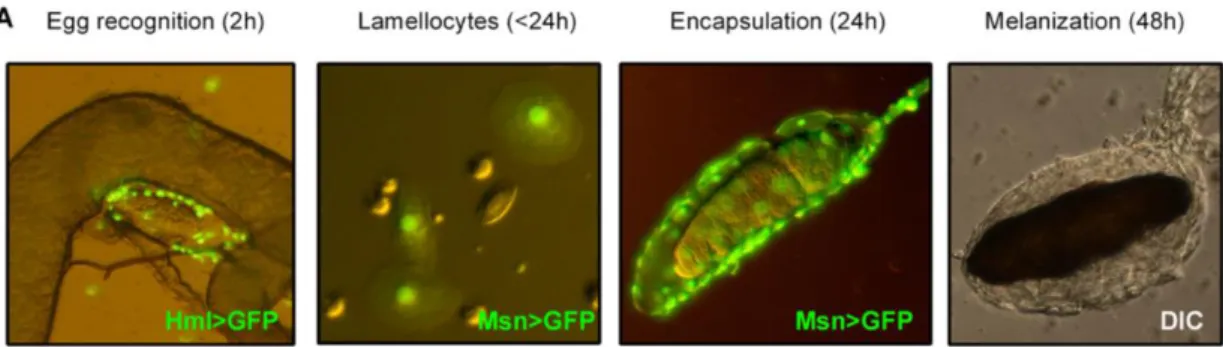 Figure 10: Formation of the multilayer cellular capsule around a parasitoid egg (from Bajgar et  al,  2015)