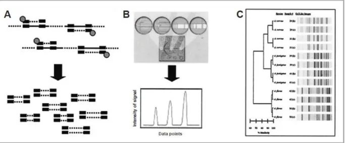 Figure 9 : Schéma de la Rep-PCR automatisée, selon Healy et al. (2004). 