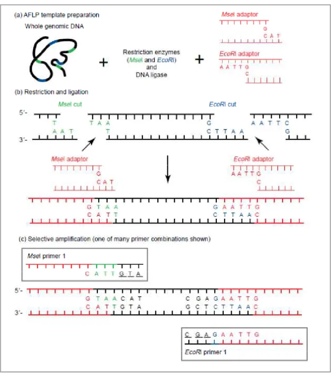 Figure 10 : Les étapes de la technique d’AFLP, selon Mueller et Wolfenbarger (1999). 