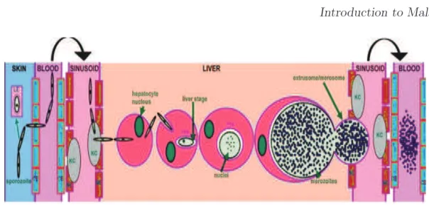 Figure 4: Courtesy: (Vaughan et al., 2008). The figure illustrates the sporozoite journey to the hepatocyte and subsequent liver stage development(Parasite/Host Interactions)