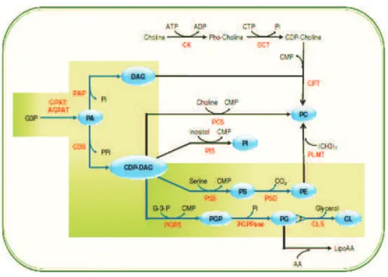 Figure 6: The scheme represents a model for prokaryotic phospholipid synthesis (from thesis of Dechamps, 2009)