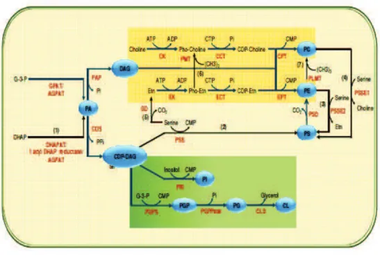 Figure 7: Scheme represents a model for eukaryotic phospholipid synthesis This diagram represents a model for eukaryotic phospholipid synthesis (from thesis of Dechamps, 2009).The Kennedy and the CDP-DAG dependent pathways (in shaded yellow and dark green 