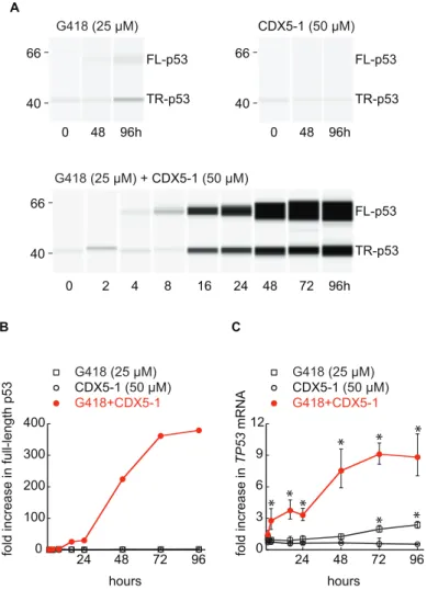 Figure 4. Time course of PTC readthrough. HDQ-P1 were exposed to compounds for different times and analysed for formation of full-length p53 (A and B), and TP53 mRNA (C)
