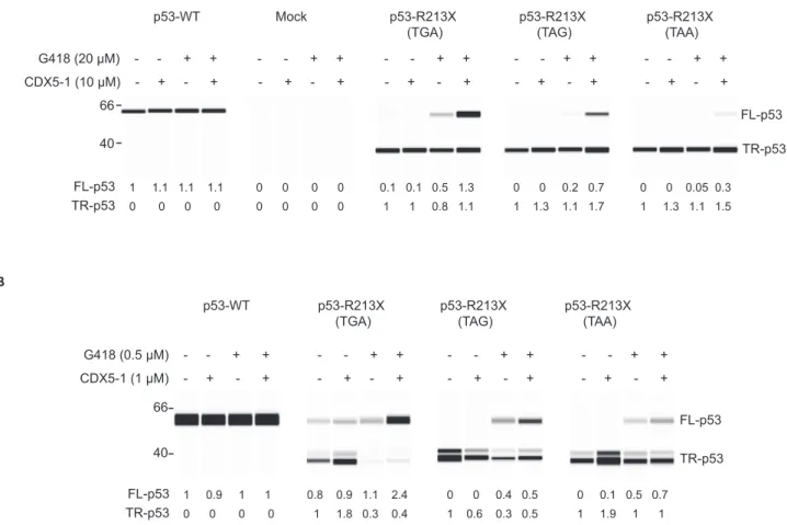 Figure 5. PTC readthrough at p53 R213X (TGA, TAG and TAA) sequences in cells and in vitro