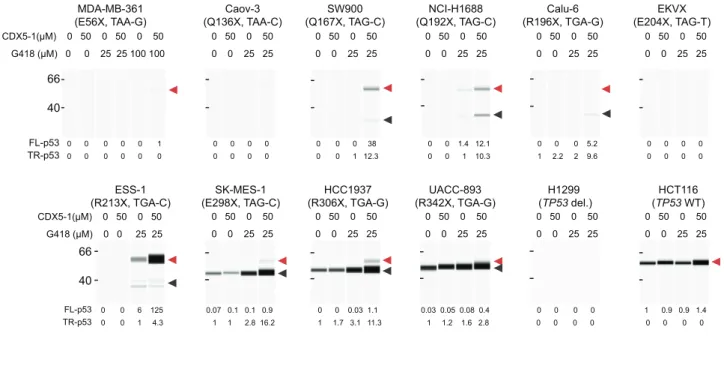 Figure 6. PTC readthrough in different human cancer cell lines with homozygous nonsense mutations at different positions in the TP53 gene