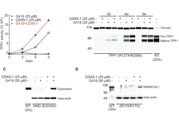 Figure 7. TPP1, DMD and SMARCAL1 PTC readthrough in patient-derived cells. (A) GM16485 fibroblasts (TPP1: R127X, TGA-C; R208X, TGA- TGA-T) were exposed to the indicated concentrations of compounds for different times and TPP1 enzyme activity was determined