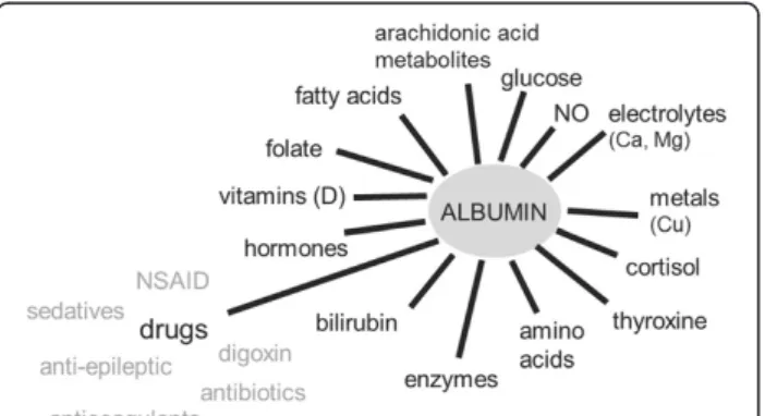 Figure 3 Some of the key substances transported by albumin.