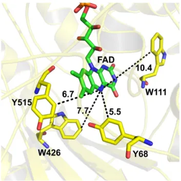 Fig. 3    Structure of glucose oxidase (PDB: 1CF3) showing the dis- dis-tance of isoalloxazine ring and the potential electron donors