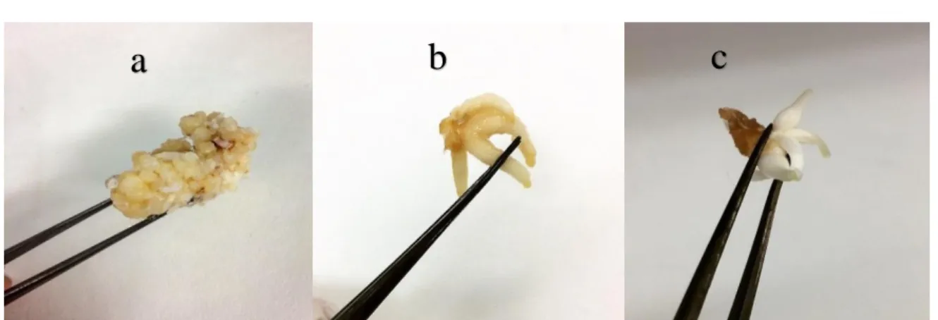 Fig. 1. Different regenerated tissues a) callus b) root c) bulblet of N. tazetta var. Meskin 