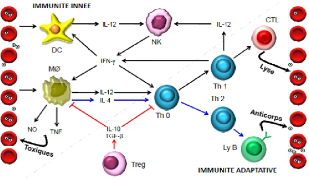 Figure 9: Rôle des cellules effectrices et des cytokines dans l'immunité contre les stades  sanguins de P