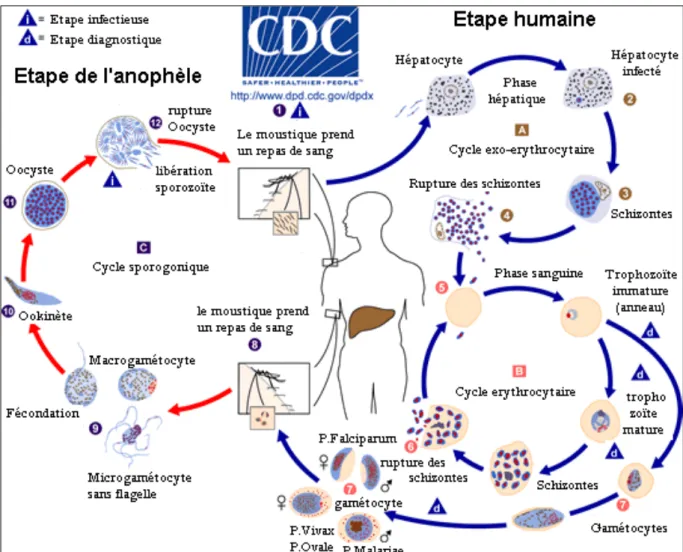 Figure 1: Cycle évolutif de Plasmodium 